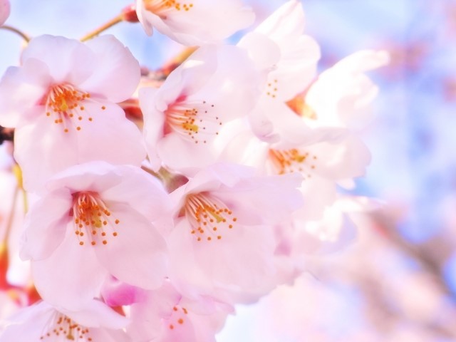北海道的櫻花色彩濃郁、鮮豔奪目！好想來趟春天之旅！北海道的推薦賞櫻景點