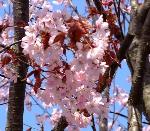 北海道的櫻花色彩濃郁 鮮豔奪目 好想來趟春天之旅 北海道的推薦賞櫻景點 Goodday北海道