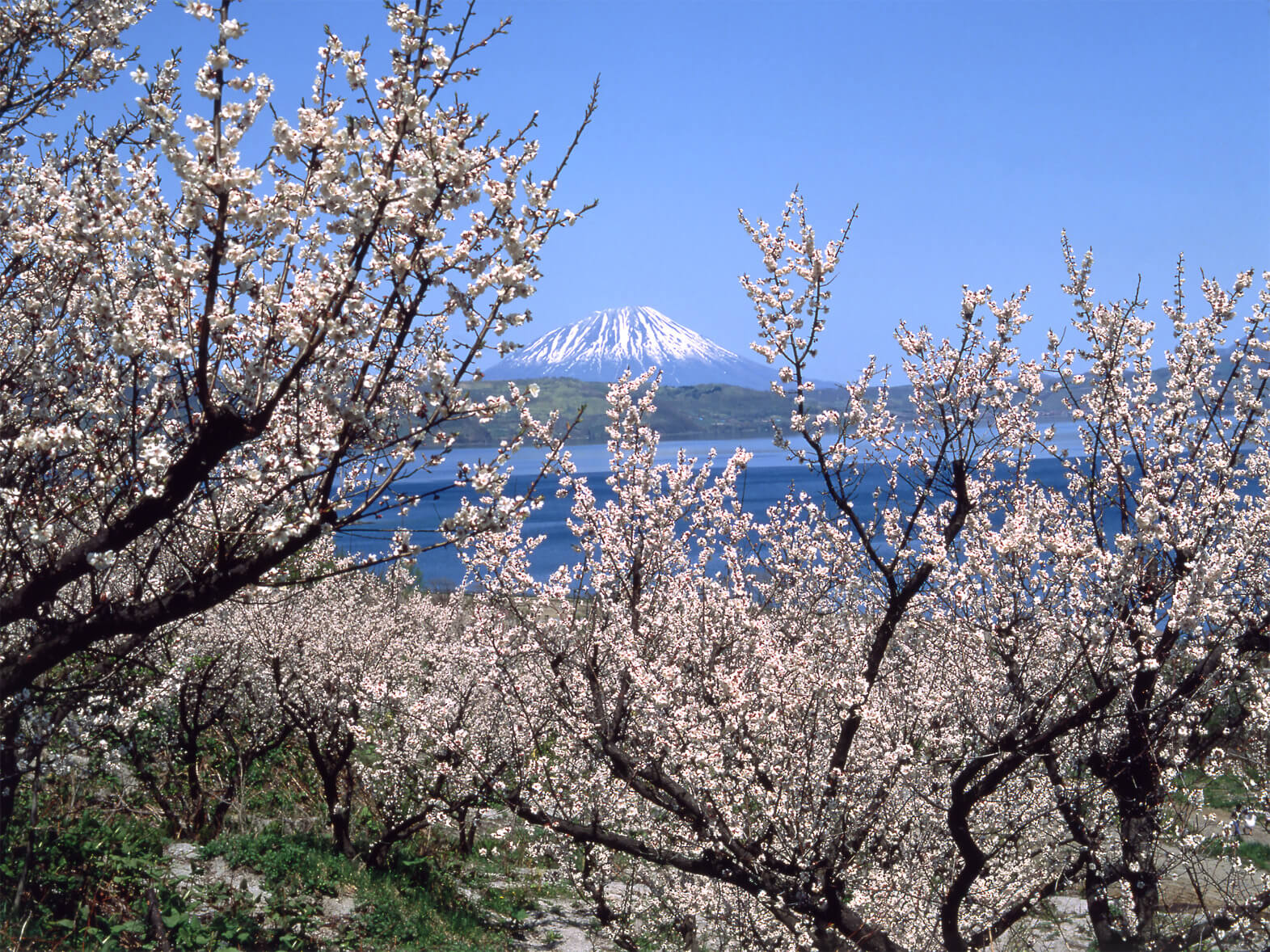 羊蹄山：蝦夷富士