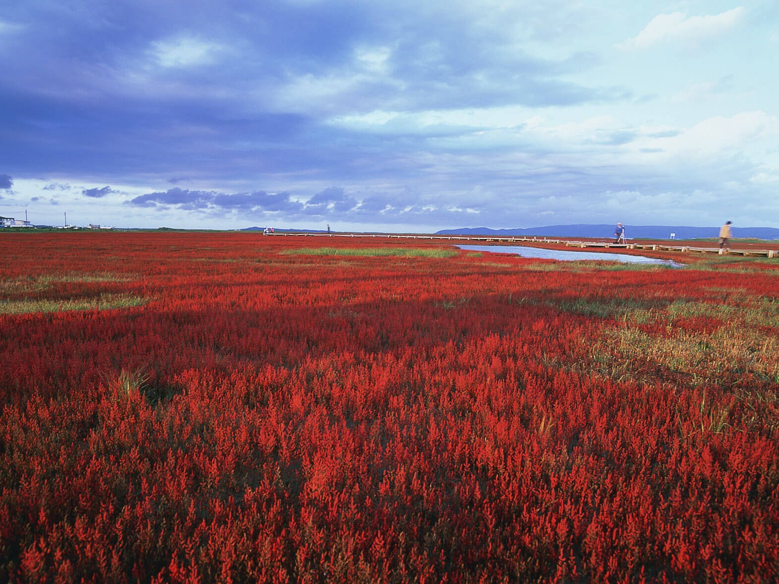 能取湖珊瑚草：天然紅毯美景