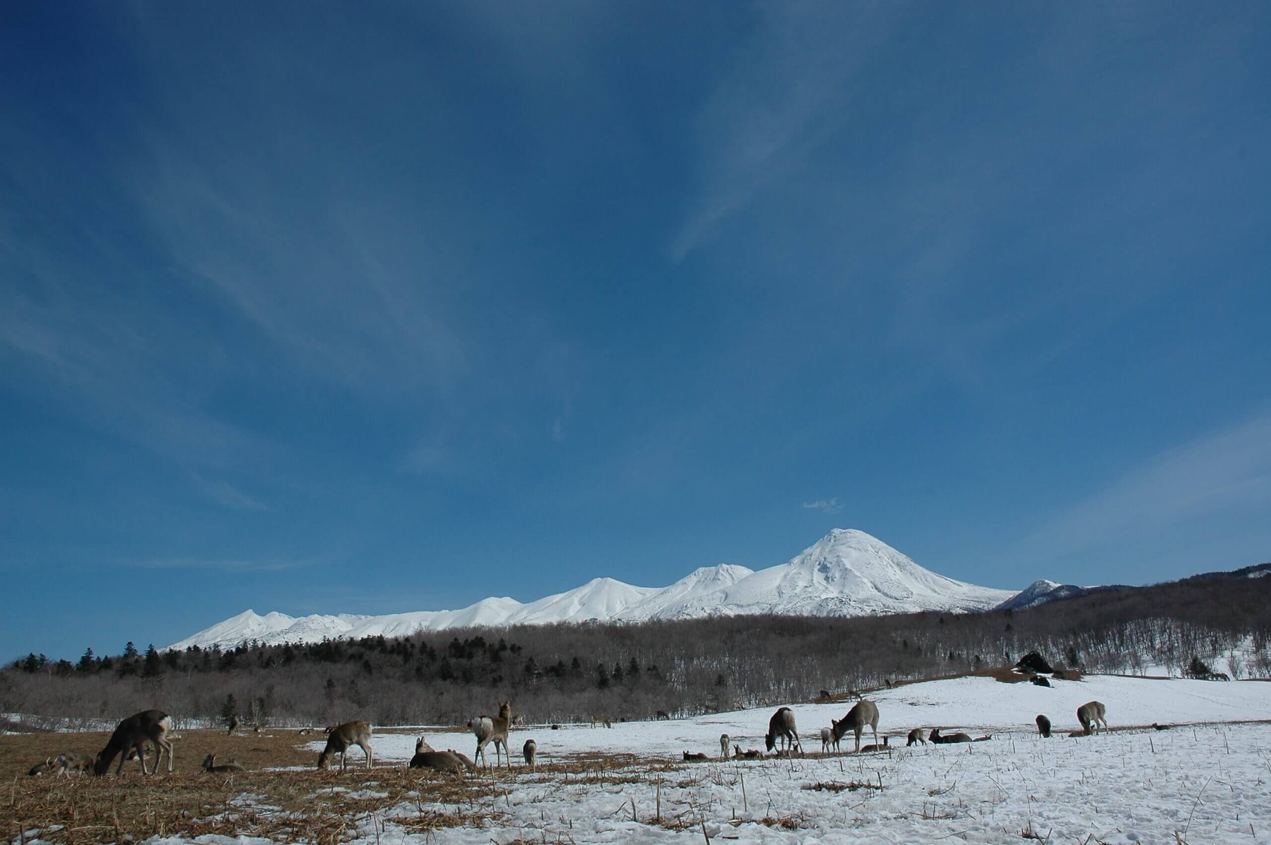知床自然中心：保存原始自然風貌的日本最後秘境
