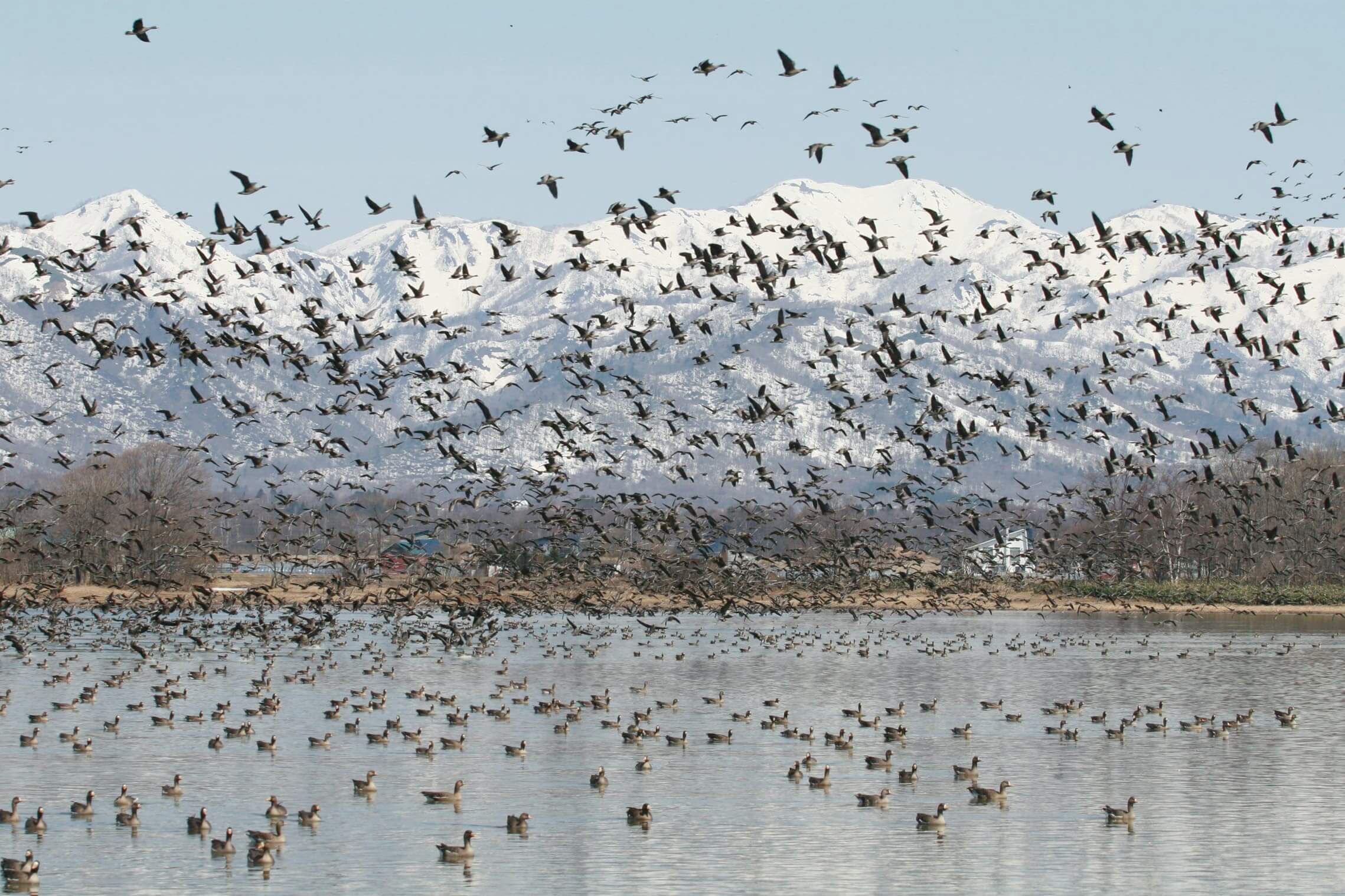日本國內最北部最大的水鳥寄居地：宮島沼