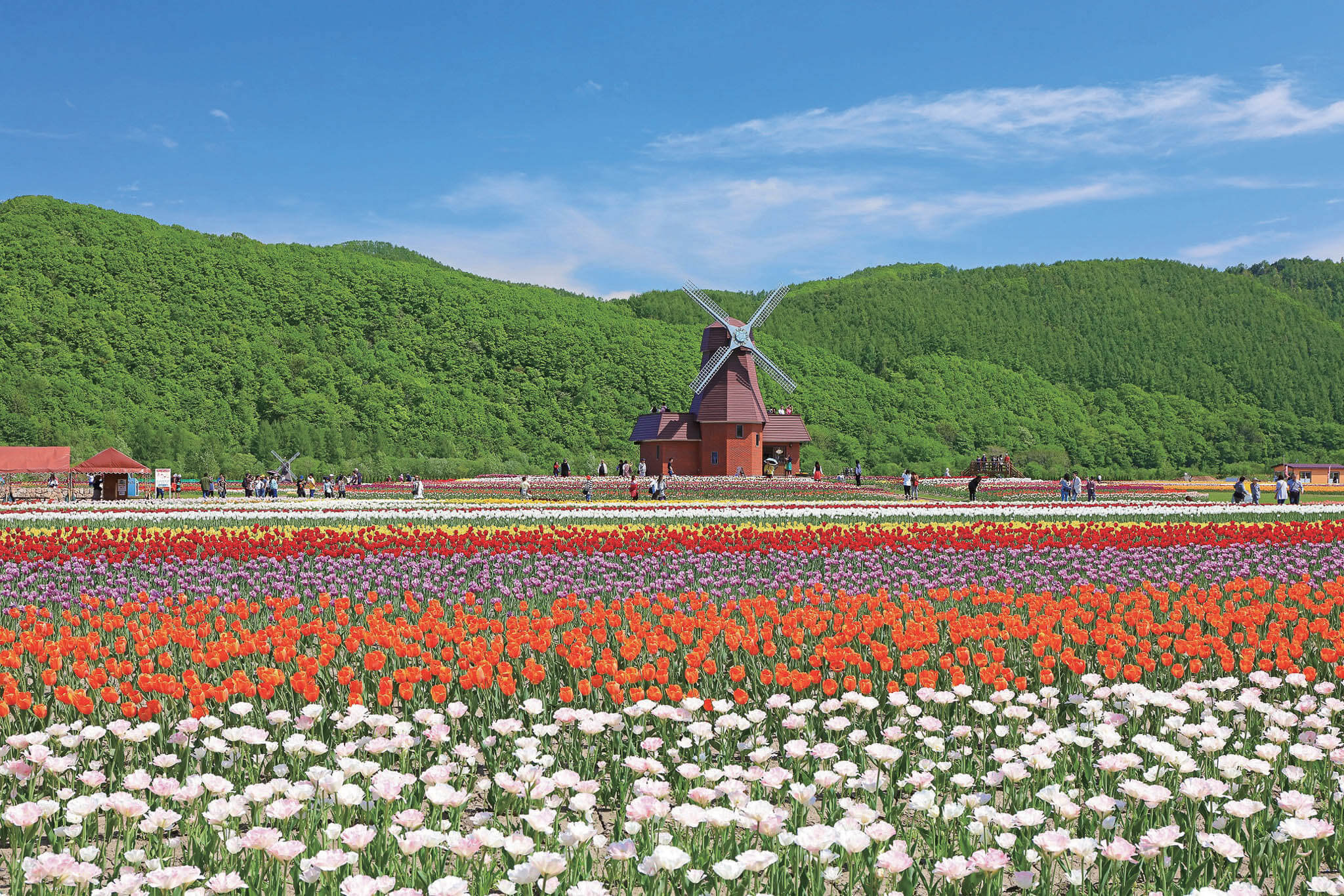 北海道・紋別 五月限定必遊景點「上湧別鬱金香公園」
