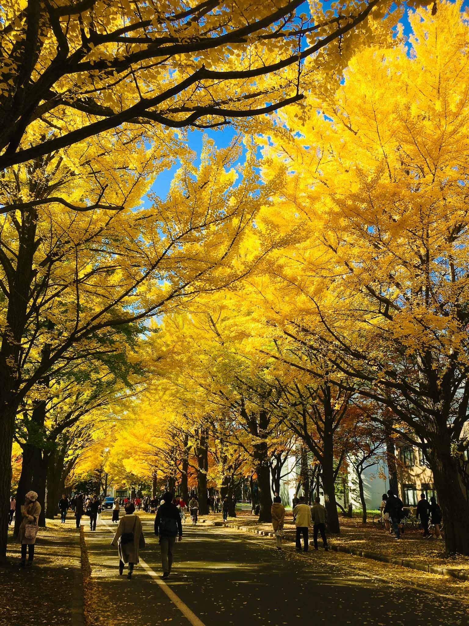 超美金黃銀杏世界：北海道大學的銀杏大道