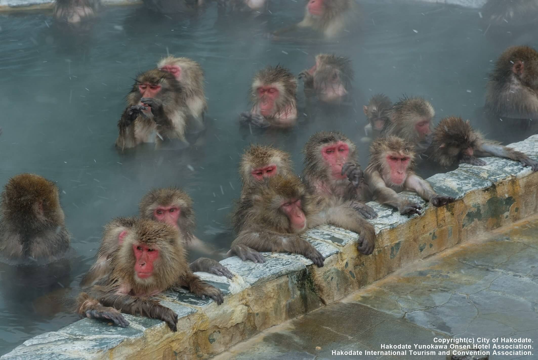函館市熱帶植物園：欣賞期間限定獼猴泡溫泉