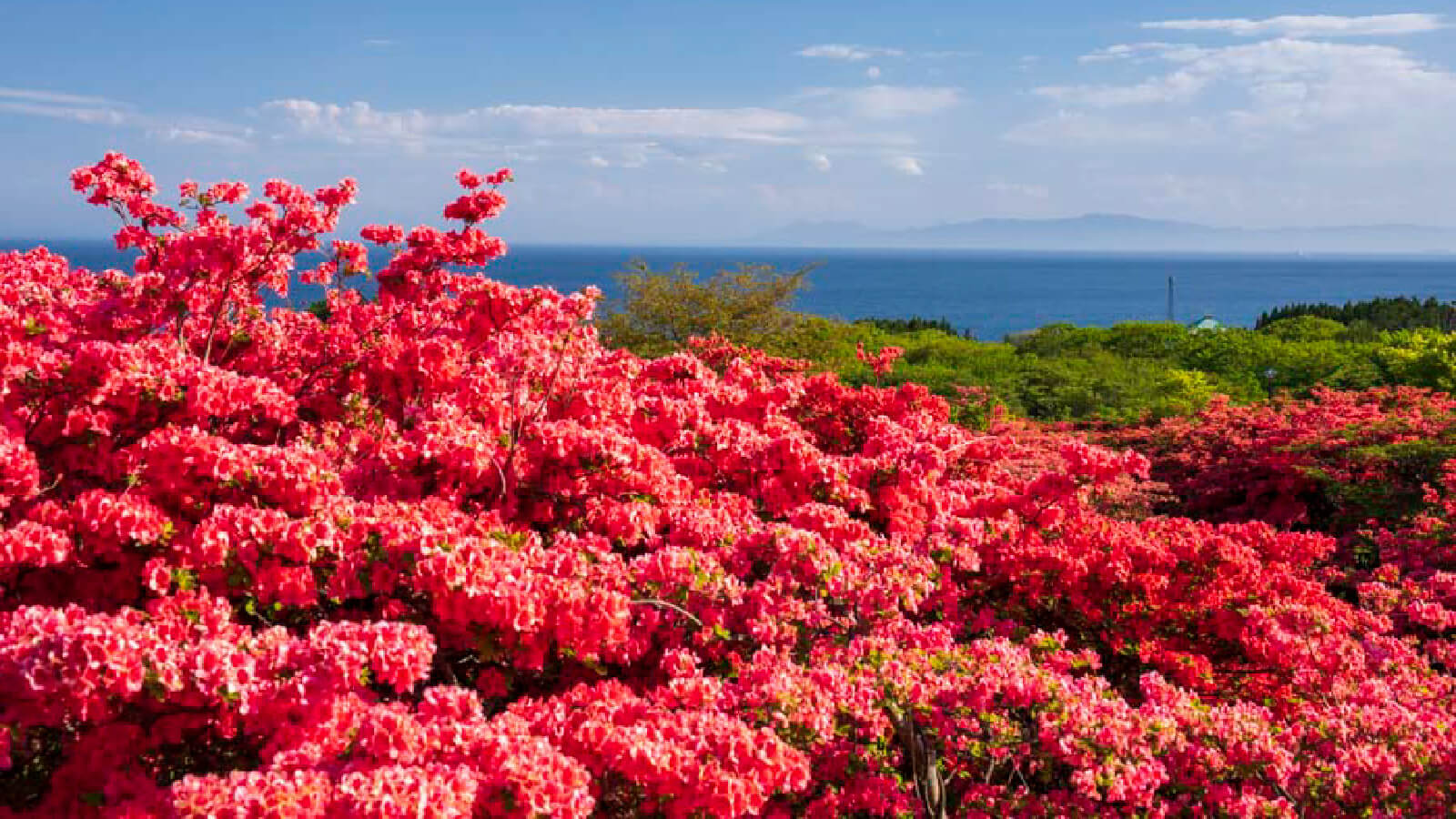 惠山杜鵑花公園：杜鵑花與津輕海峽的夢幻絕景
