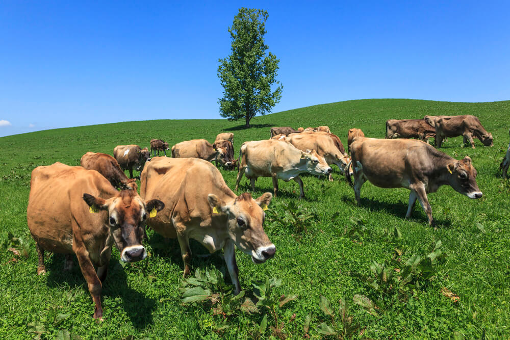 美瑛放牧酪農場：以自然生態飼養牛群的美麗牧場