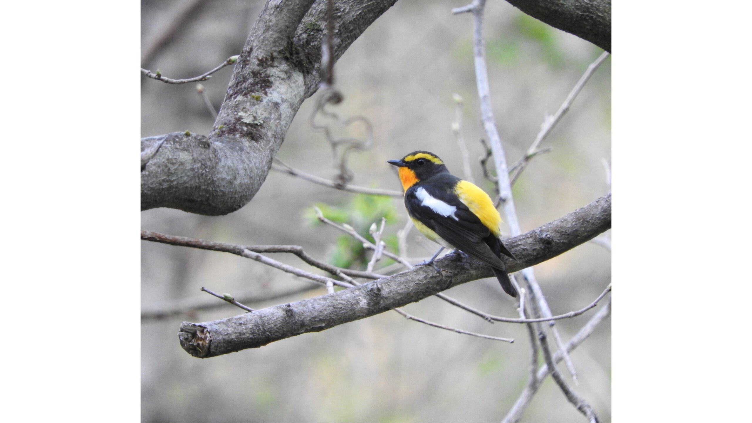 在候鳥較多的春季與秋季之外，仍然有許多迷人的鳥類會聚集在道東地區。夏季時可以欣賞到黃眉黃鶲、白腹琉璃、野鴝與長尾雀等鳥類。照片為黃眉黃鶲。©︎Mark Brazil