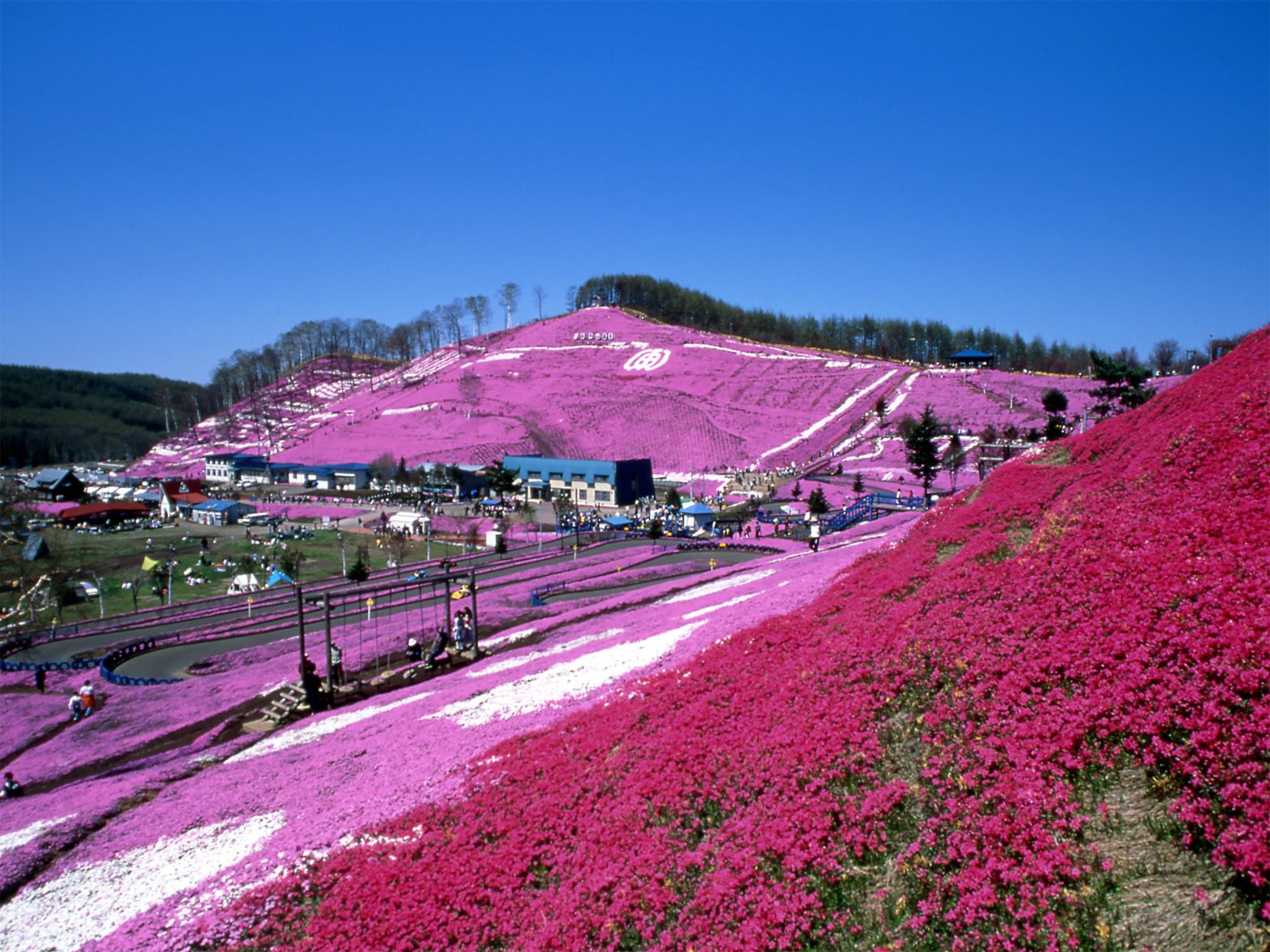 北海道值得一訪的 觀賞櫻花＆芝櫻景點9選