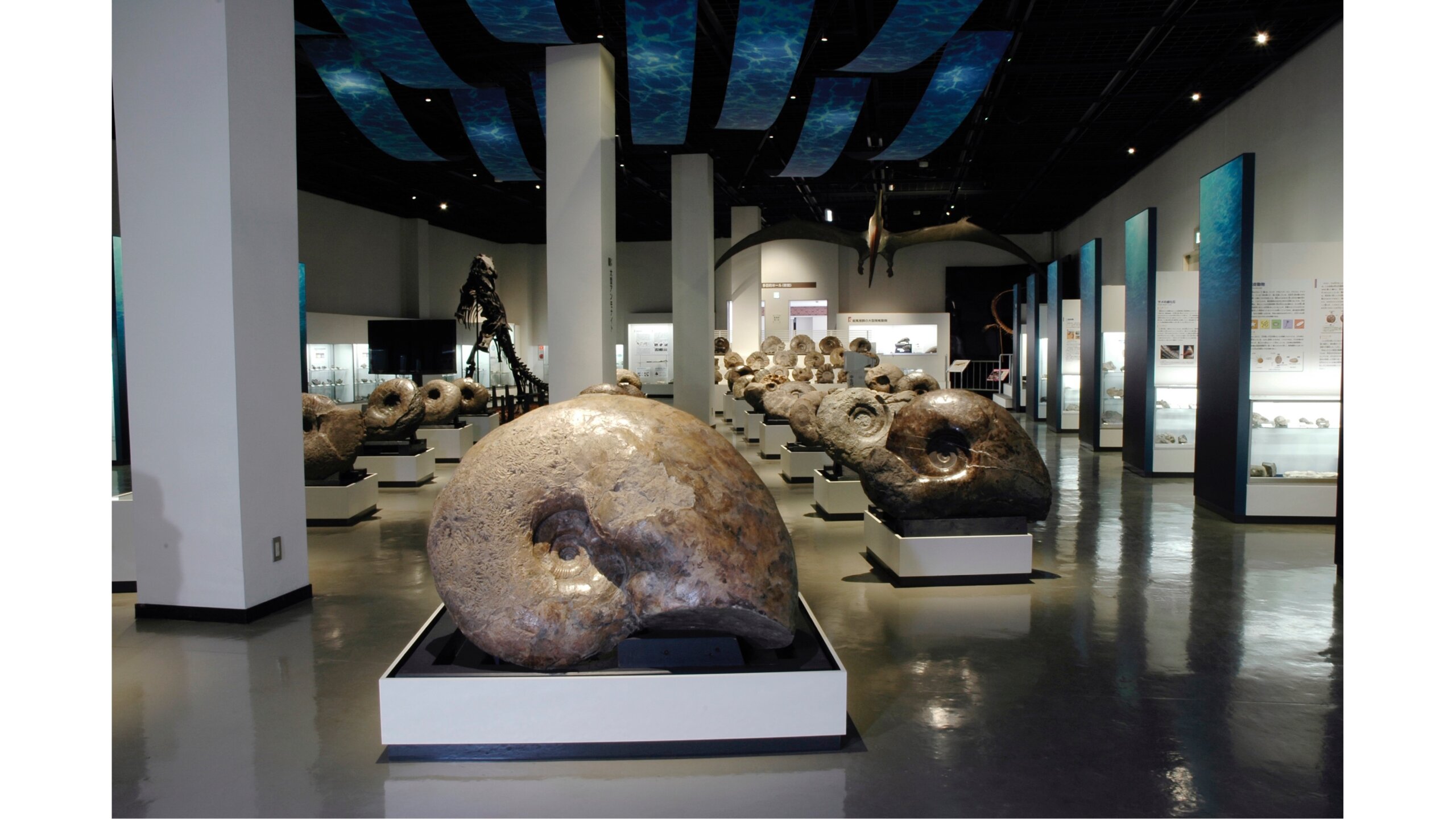 三笠市博物館內展示了以菊石為中心等約1000件的化石。可以觸摸到巨大的菊石化石，是相當寶貴的體驗。被指定為天然紀念物（natural monument）的蝦夷三笠龍（Taniwhasaurus mikasaensis）化石也相當值得一看。photo: Mikasa City Museum