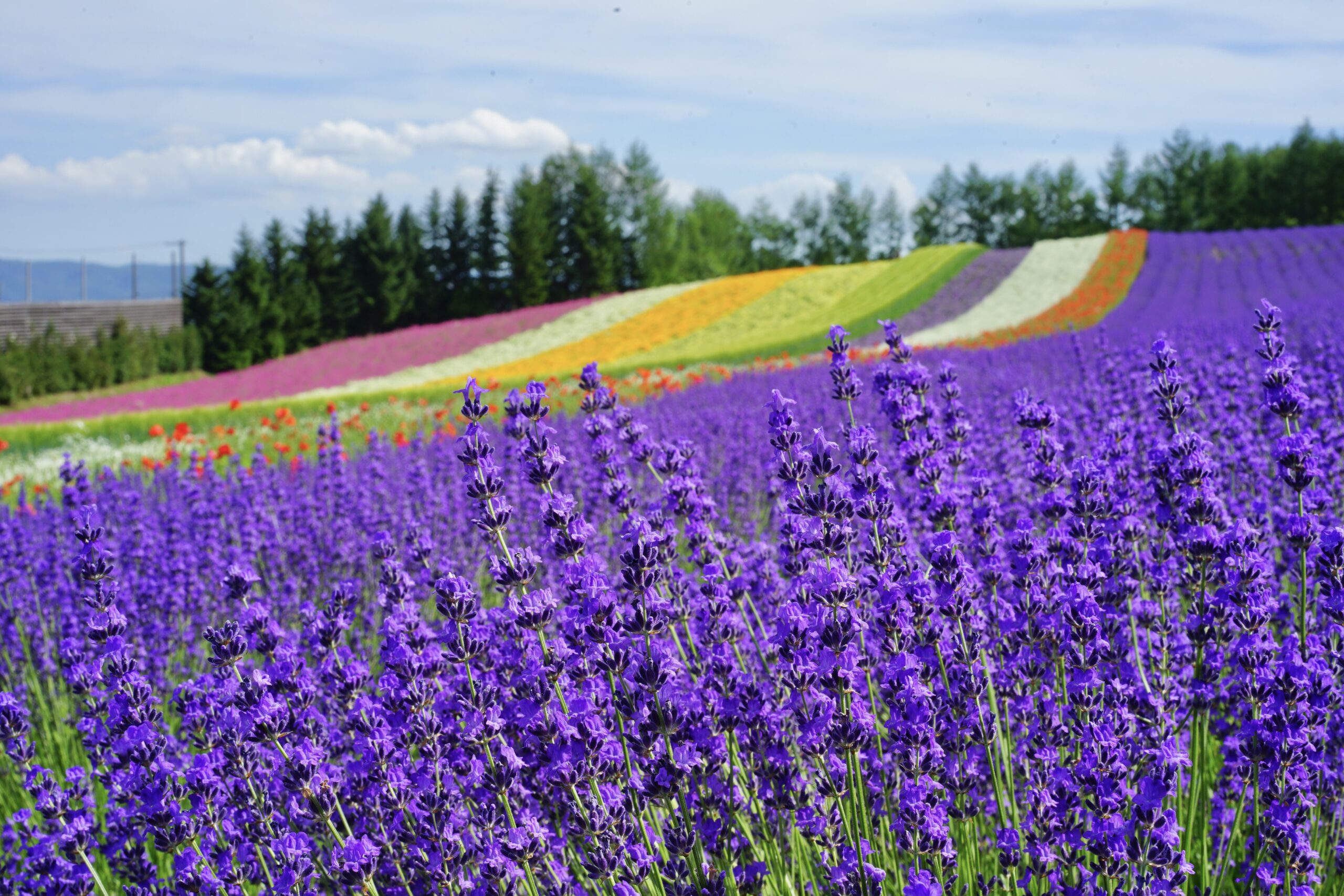 https://tw.visit-hokkaido.jp/destinations/hokkaidos-treasured-lavender-fields