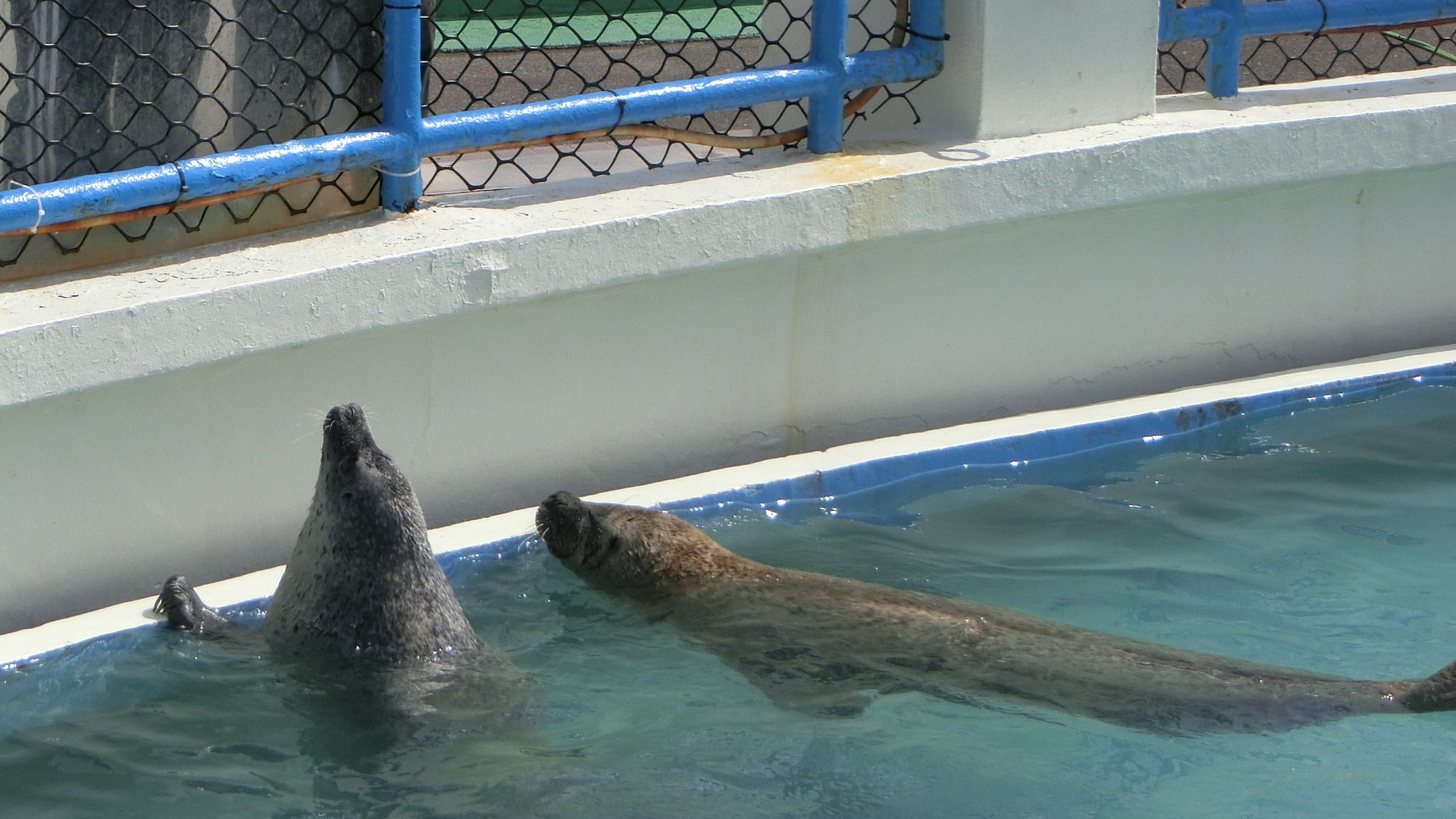 日本最北端的水族館，於Wakkarium野寒布寒流水族館觀賞可愛的海豹